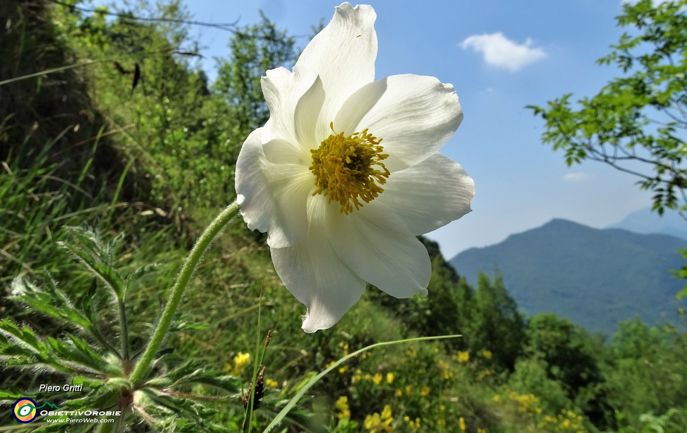 59 Pulsatilla alpina In Filaressa.JPG